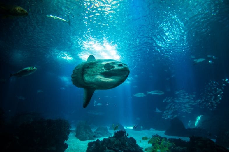Bangkok Ocean World_6